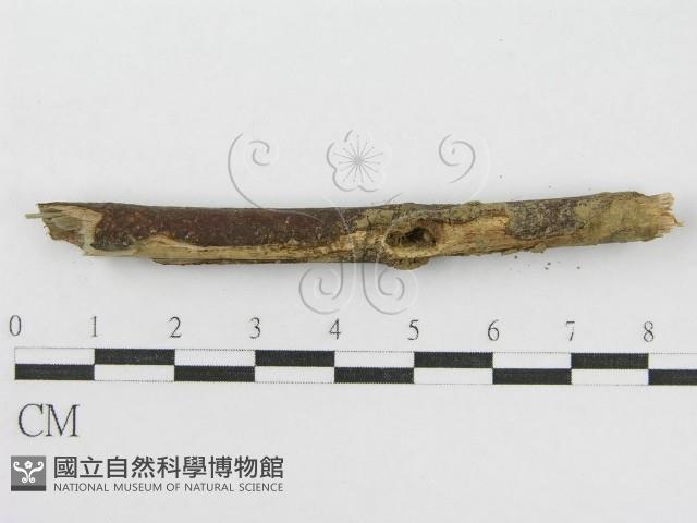 登錄號:F0005454藏品圖，第5張