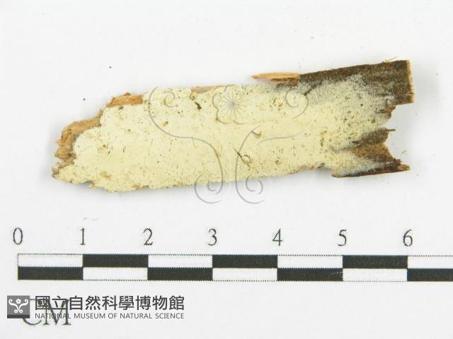 登錄號:F0015754藏品圖，第5張