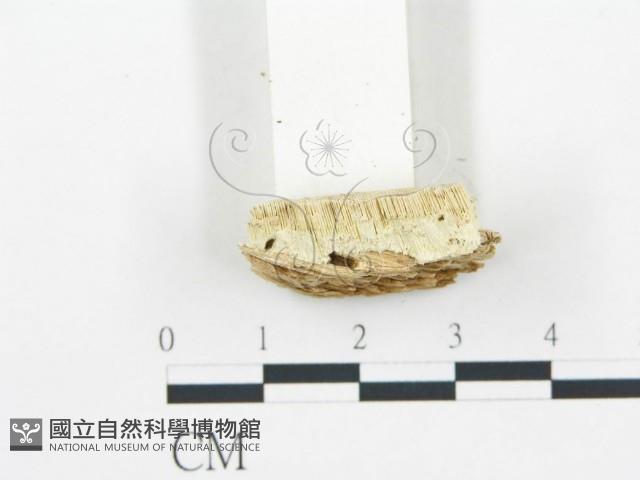 登錄號:F0019754藏品圖，第5張