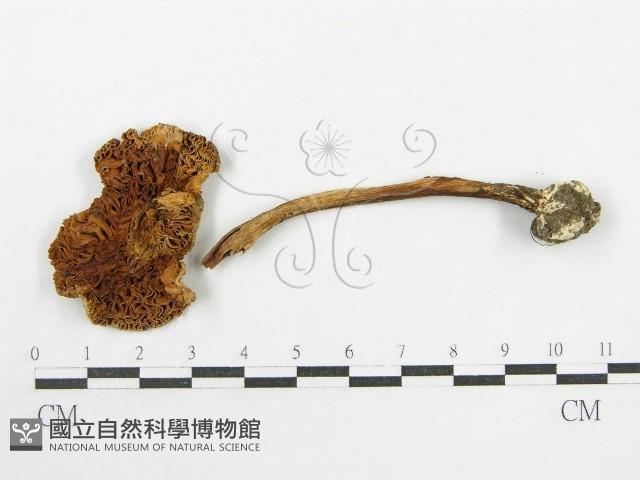 登錄號:F0019154藏品圖，第5張