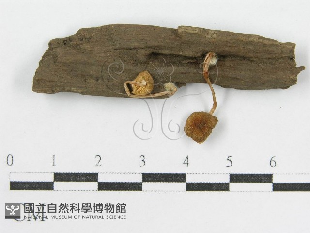 登錄號:F0002054藏品圖，第5張