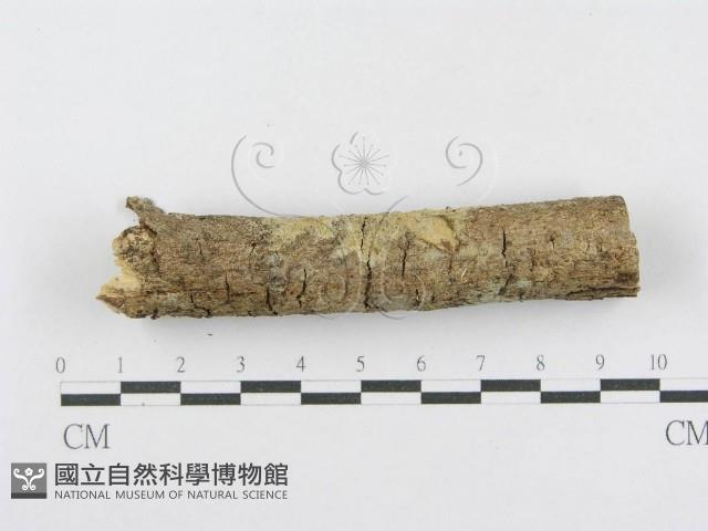 射脈菌屬藏品圖，第5張