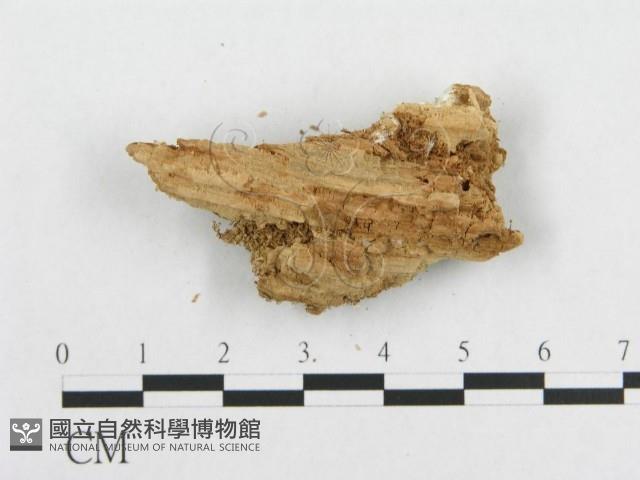 登錄號:F0017644藏品圖，第5張