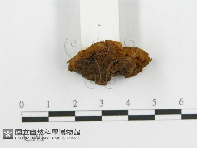 登錄號:F0017544藏品圖，第5張
