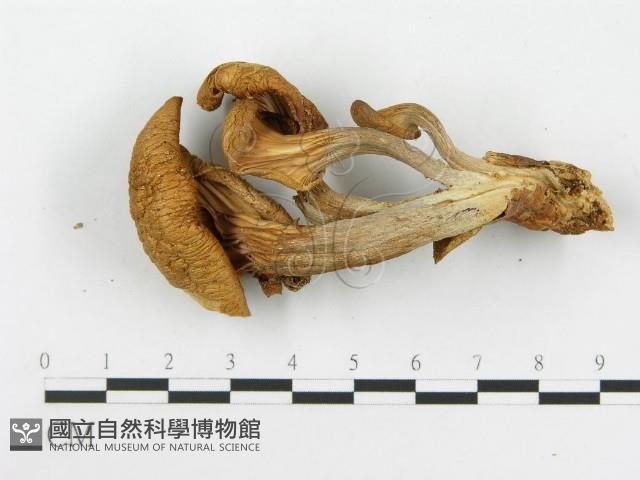 登錄號:F0005234藏品圖，第5張