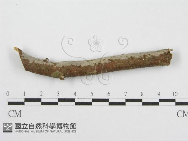 筍殼菌屬藏品圖，第5張