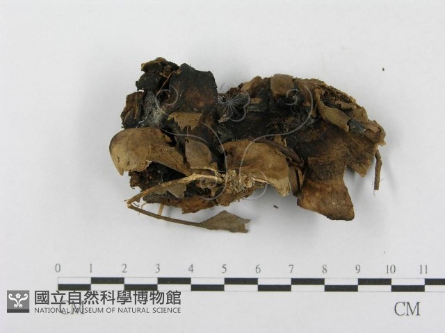 登錄號:F0003834藏品圖，第5張