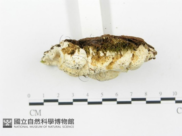 登錄號:F0013934藏品圖，第5張