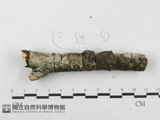 登錄號:F0002434藏品圖，第5張