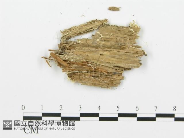 登錄號:F0015734藏品圖，第5張
