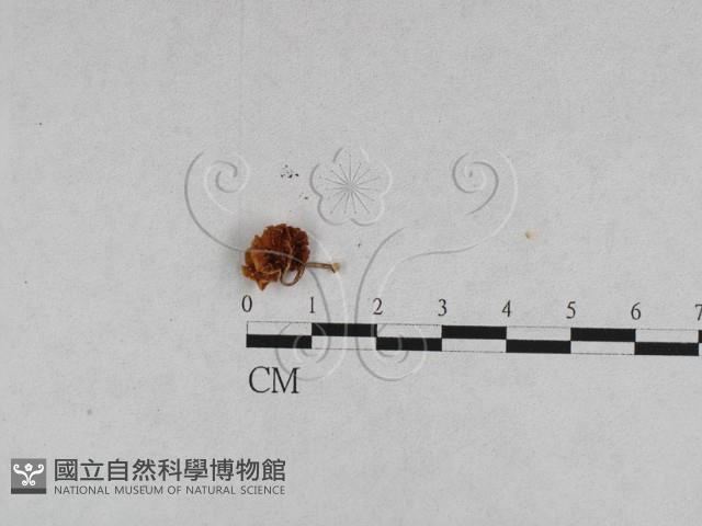 登錄號:F0011034藏品圖，第5張