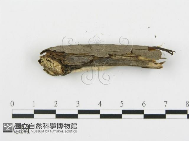 登錄號:F0005034藏品圖，第5張