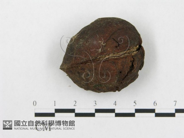 登錄號:F0014334藏品圖，第5張
