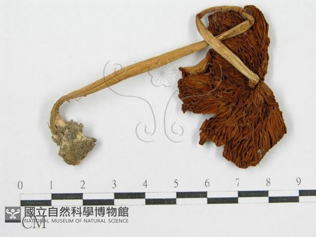 登錄號:F0016274藏品圖，第5張