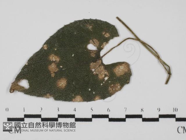登錄號:F0021274藏品圖，第5張