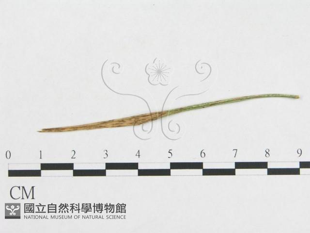 登錄號:F0019274藏品圖，第5張
