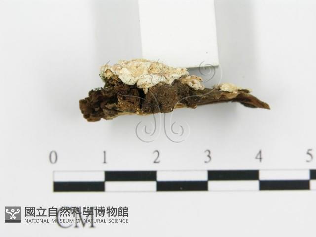 登錄號:F0003874藏品圖，第5張