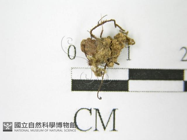 登錄號:F0013874藏品圖，第5張