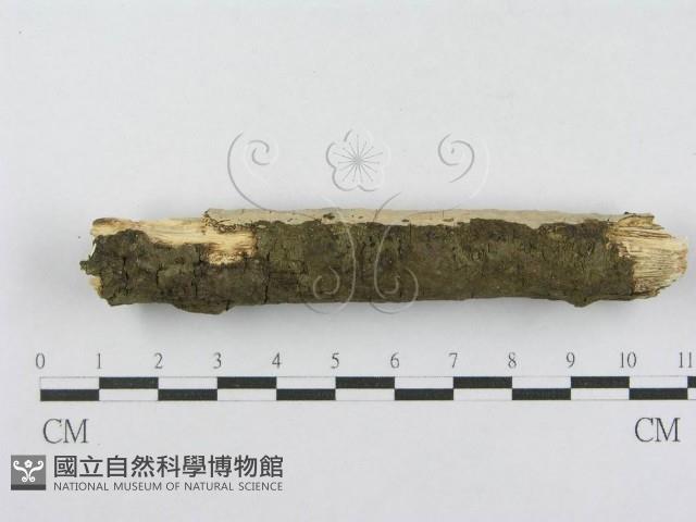射脈菌屬藏品圖，第5張