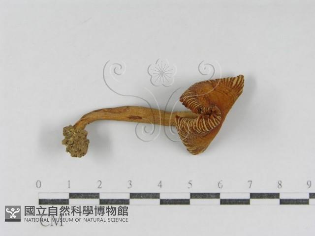 登錄號:F0009674藏品圖，第5張