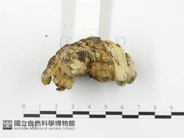 登錄號:F0019774藏品圖，第5張