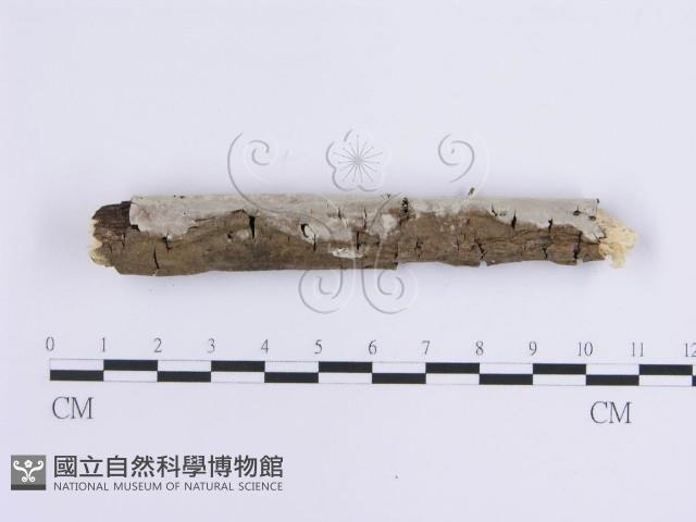 登錄號:F0013774藏品圖，第5張