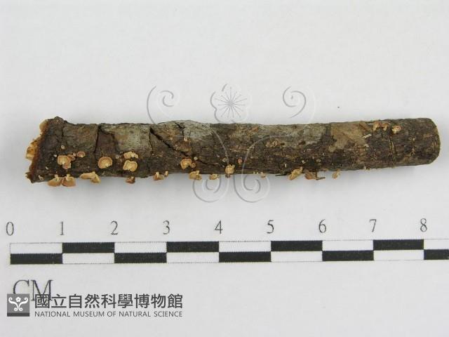 登錄號:F0005574藏品圖，第6張