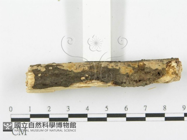 登錄號:F0000074藏品圖，第5張