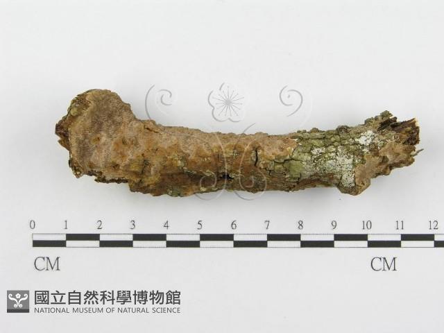 登錄號:F0005074藏品圖，第5張