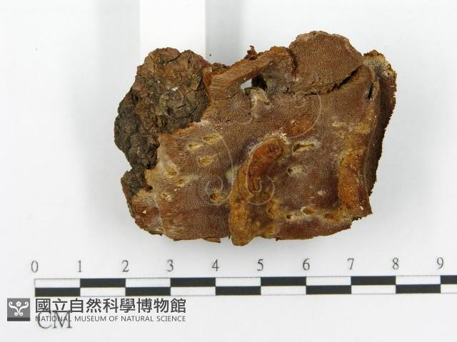 登錄號:F0017374藏品圖，第5張