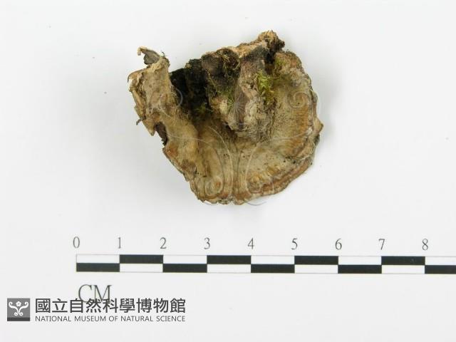 登錄號:F0009262藏品圖，第5張