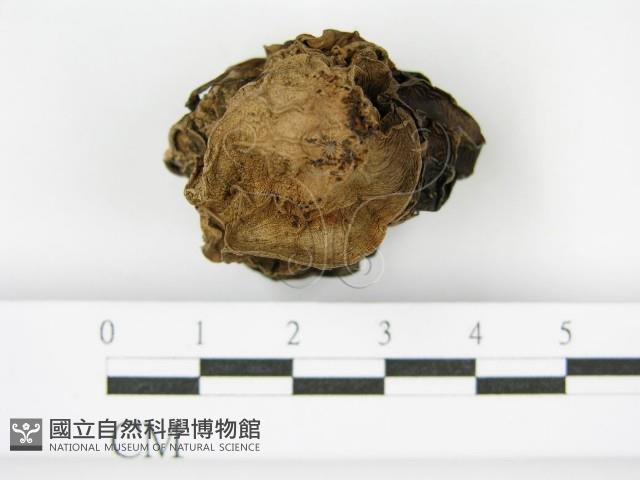 登錄號:F0001862藏品圖，第5張