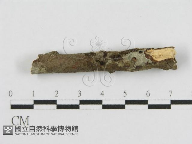 登錄號:F0010462藏品圖，第5張