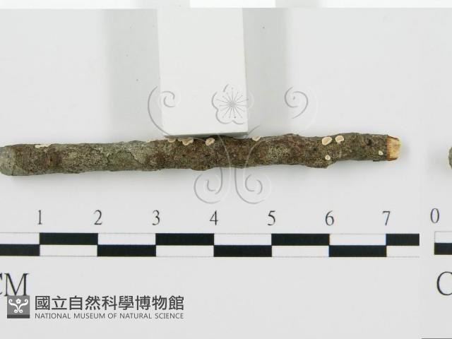 登錄號:F0013462藏品圖，第5張