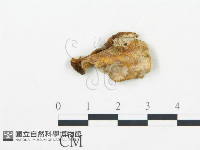 登錄號:F0019762藏品圖，第5張