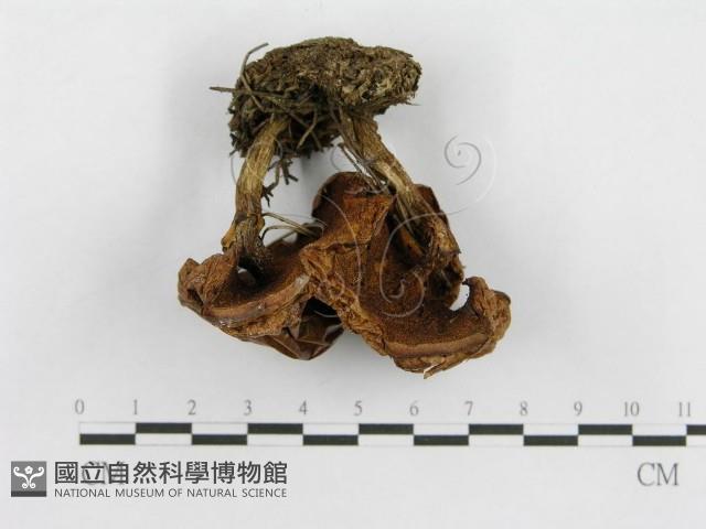 登錄號:F0003762藏品圖，第5張