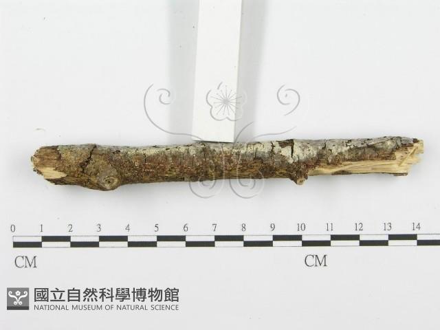 齒耳菌屬藏品圖，第5張