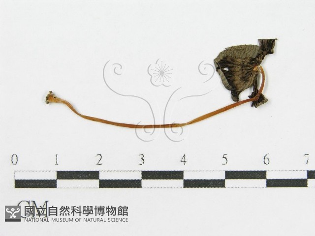 登錄號:F0007562藏品圖，第5張