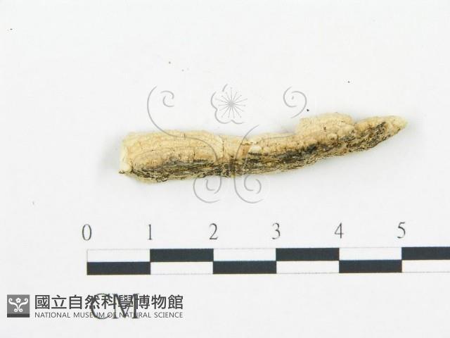 登錄號:F0006062藏品圖，第5張