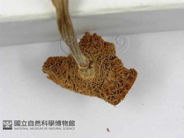 登錄號:F0003362藏品圖，第5張