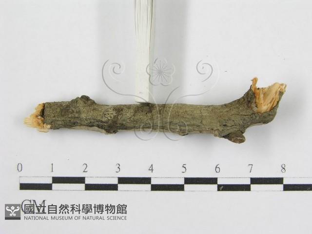 登錄號:F0012922藏品圖，第5張