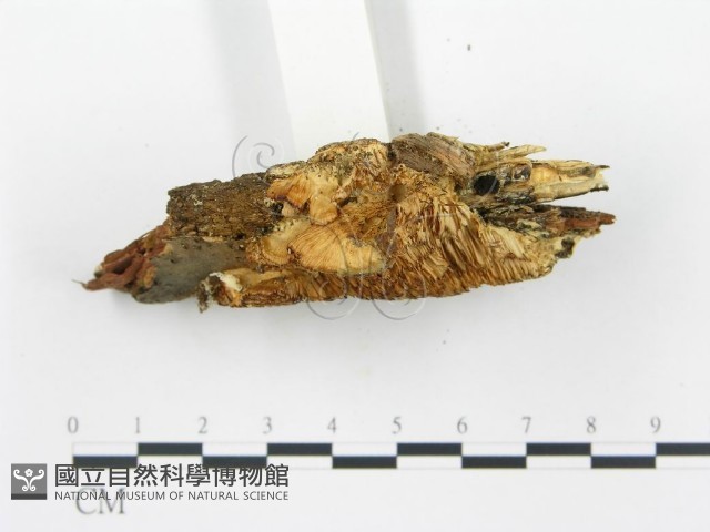 登錄號:F0017422藏品圖，第5張