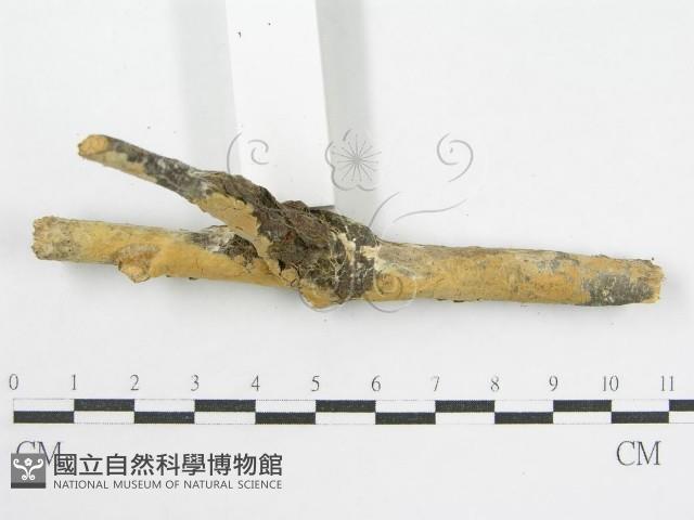 登錄號:F0002522藏品圖，第5張