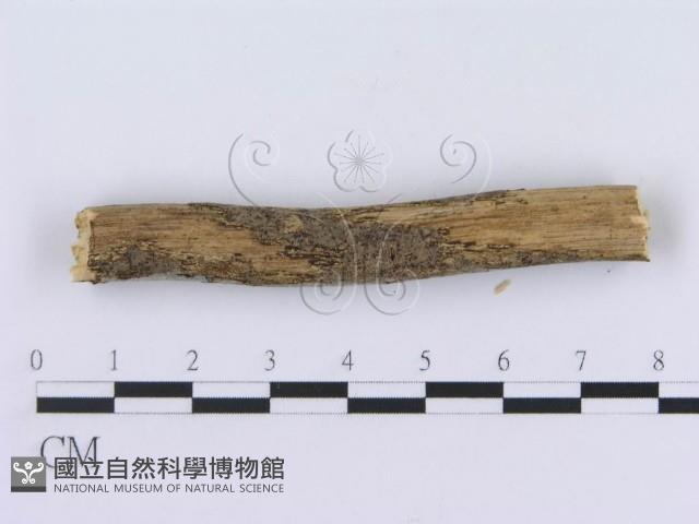 登錄號:F0015022藏品圖，第5張