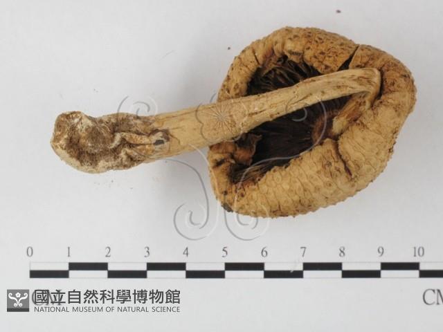 登錄號:F0013202藏品圖，第5張