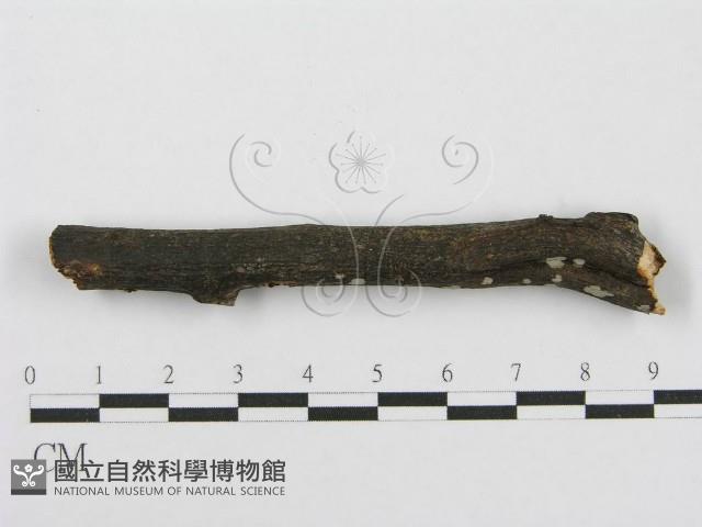 筍殼菌屬藏品圖，第5張