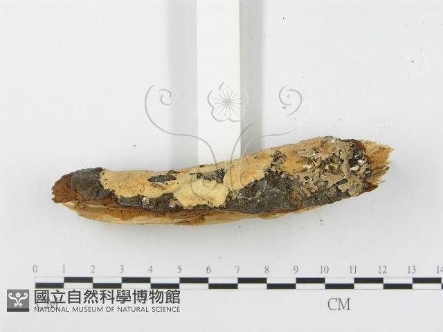 登錄號:F0000902藏品圖，第5張