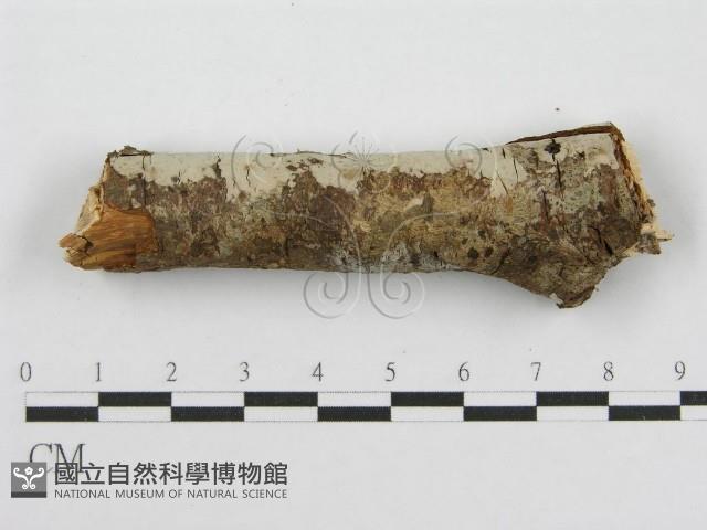 筍殼菌屬藏品圖，第5張