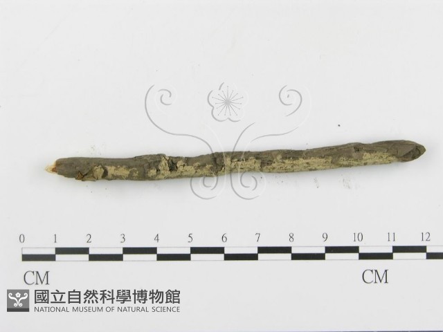 串擔革菌屬藏品圖，第5張