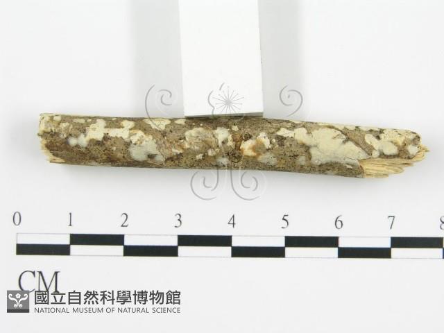 登錄號:F0010402藏品圖，第5張